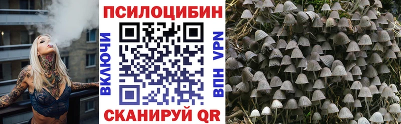 купить   Ликино-Дулёво  Галлюциногенные грибы Psilocybe 